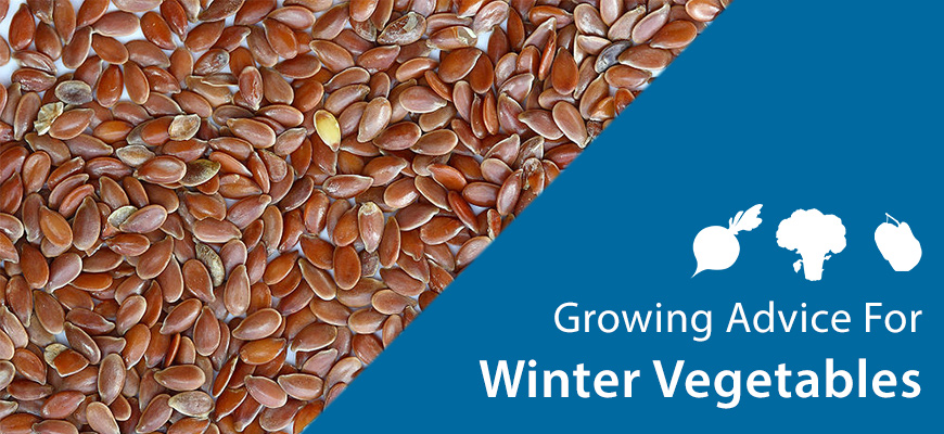 Seeds growing advice winter