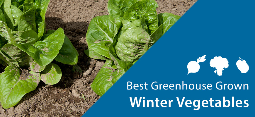 Lettuce for best winter vegetable in greenhouse