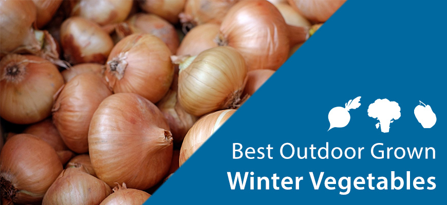 Onions best outdoor grown winter vegetable