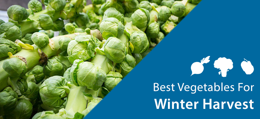 Brussels sprouts winter harvest