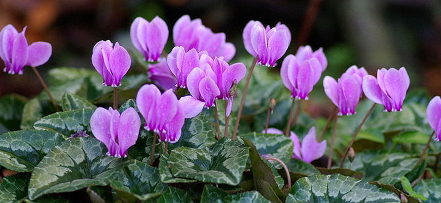 🌻 UK Winter Flowering Plants, Shrubs & Flowers | Winter ...
