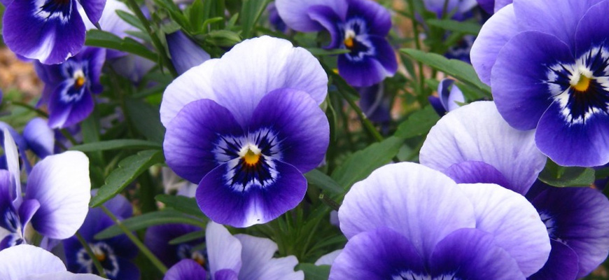 pansies blue and white